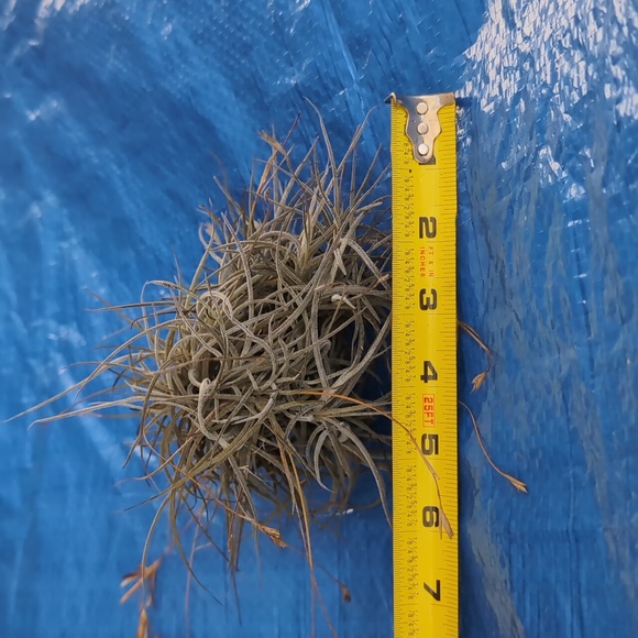 Large Air Plant Ball - Picture 3 of 4